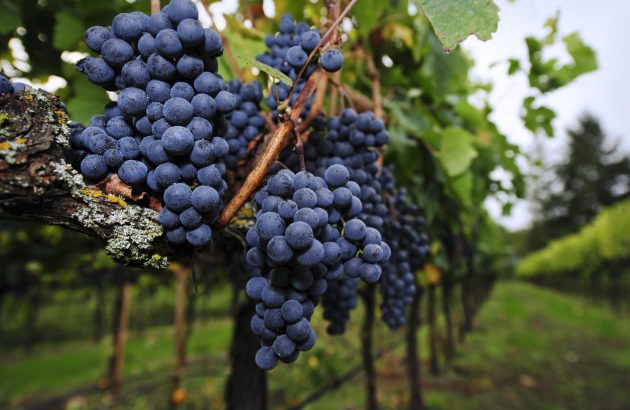 Final call: The Global Merlot Masters 2026