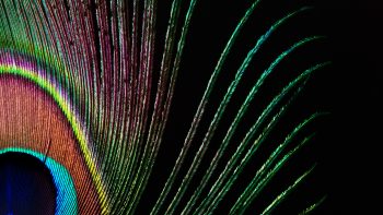 In fine feather: defining luxury across the wine world