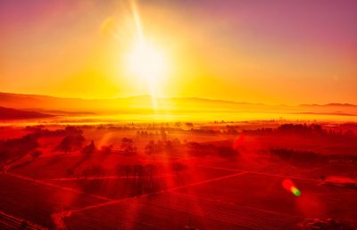 California’s most influential wine producers identified