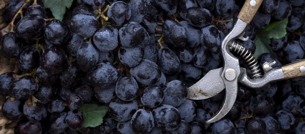 Michelin launches new ‘Grapes’ rating for wine estates