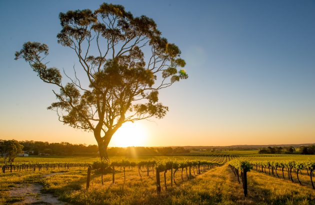 Australian wine output leaps 9%, outpacing demand