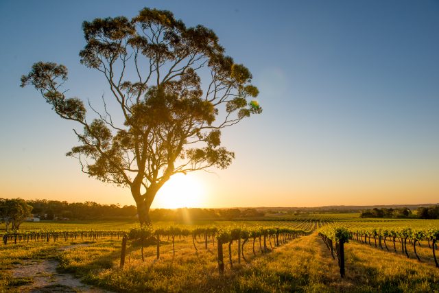 Australia wine output up 9%