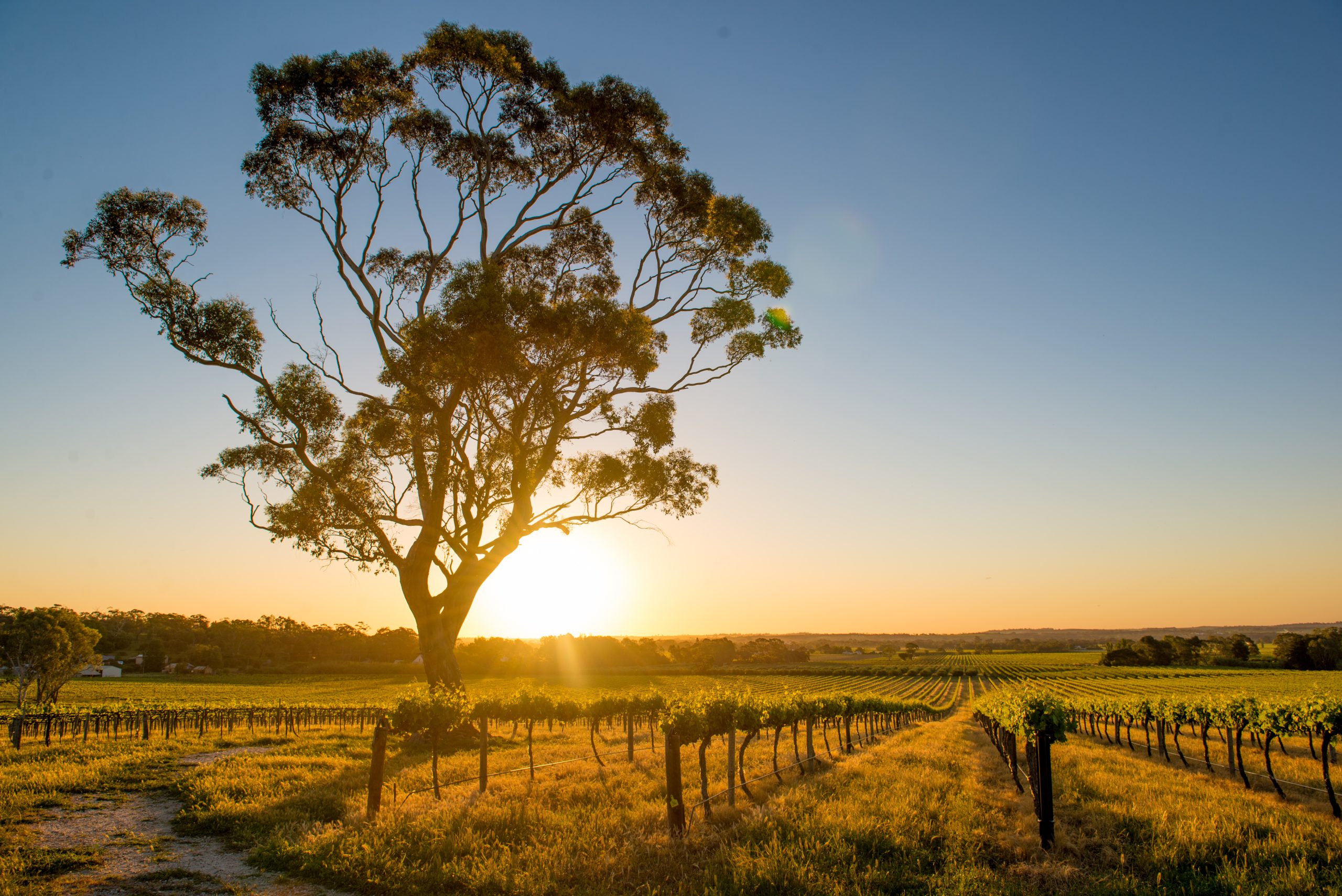 thedrinksbusiness.com - Amelie Maurice-Jones - Australian wine output leaps 9%, outpacing demand