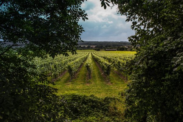Domestic growth and premium demand drive UK wine market