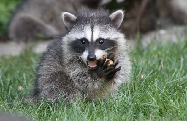 That’s the spirit: drunk raccoon found passed out in liquor store