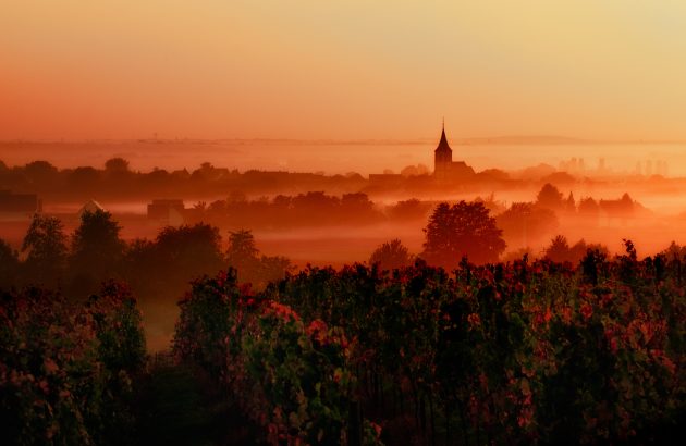 ‘The first juices proved particularly promising’: Loire hails early 2025 harvest