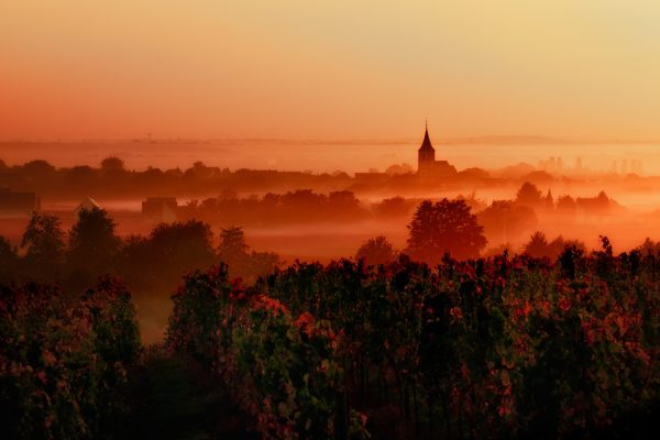 ‘The first juices proved particularly promising’: Loire hails early 2025 harvest