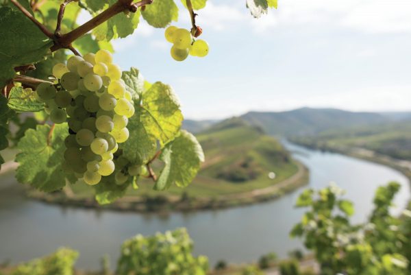 All the medallists from The Global Riesling Masters 2025