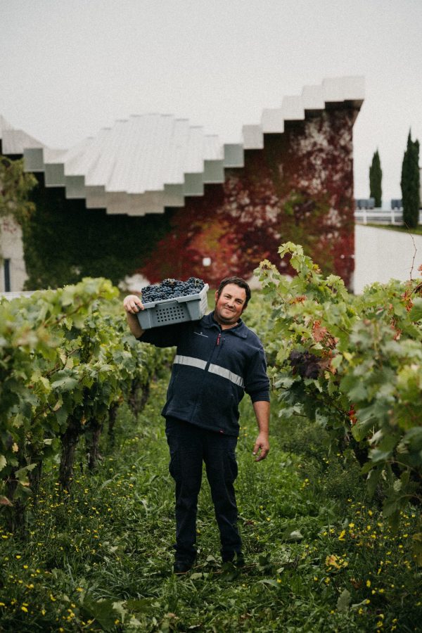 The vineyard-centred approach earning renown at Bodegas Ysios