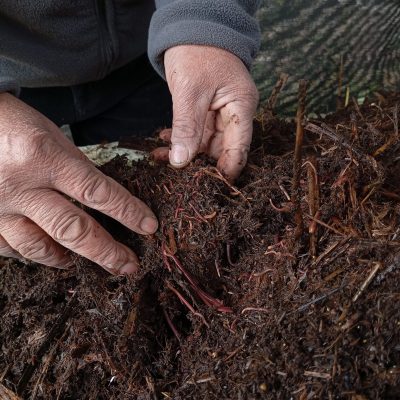 Small invertebrates power big ambitions at Viñedos Orgánicos Emiliana
