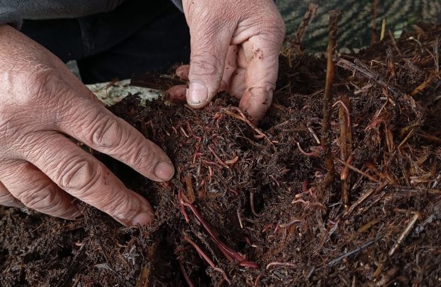 Small invertebrates power big ambitions at Viñedos Orgánicos Emiliana