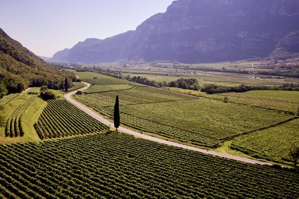 Pinot Grigio Delle Venezie DOC tightens reclassification rules