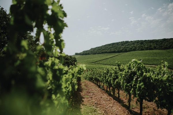 Age and beauty: why this Spanish producer is a favourite with the Spanish royal household