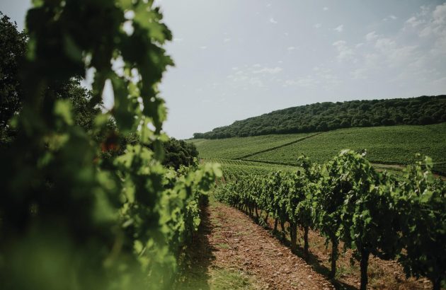 Age and beauty: why this Spanish producer is a favourite with the Spanish royal household