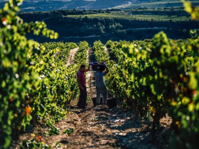 Beyond the barrel: why ‘diversity and uniqueness’ are Rioja’s true calling cards