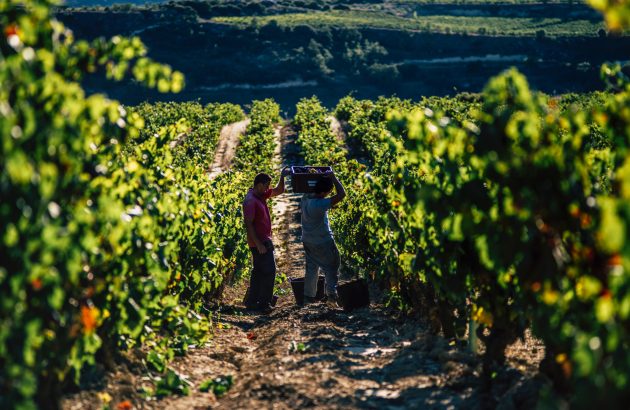 Beyond the barrel: why ‘diversity and uniqueness’ are Rioja’s calling cards