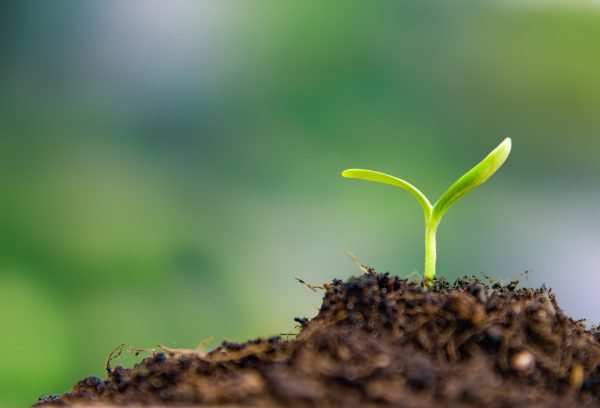 What will the fine wine market do in 2026?