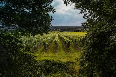 Leonardslee partners with Schenk to boost English wine distribution