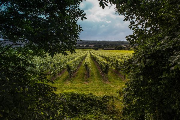 Leonardslee partners with Schenk to boost English wine distribution