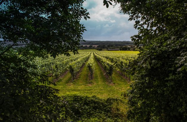Leonardslee partners with Schenk to boost English wine distribution