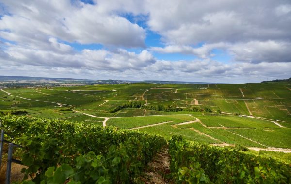 Alice Tétienne steers Champagne Henriot to a sustainable future