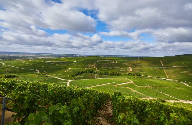 Alice Tétienne steers Champagne Henriot to a sustainable future