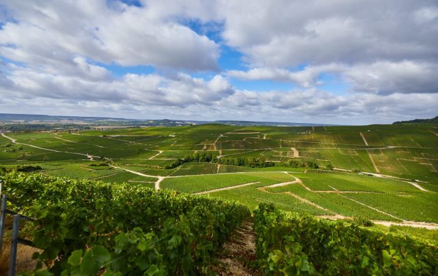 Champagne Henriot climate change