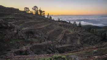 How Tenerife’s worst wildfires in 40 years led to one winery’s best-selling bottle
