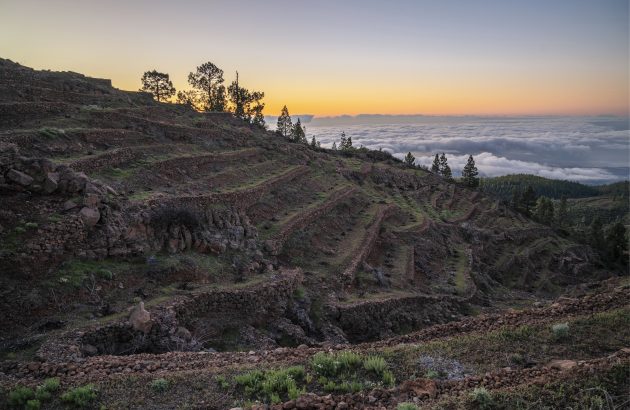 How Tenerife’s worst wildfires in 40 years led to one winery’s best-selling bottle