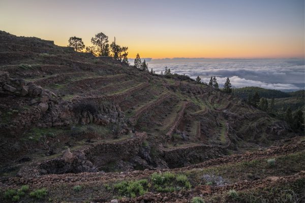 How Tenerife’s worst wildfires in 40 years led to one winery’s best-selling bottle
