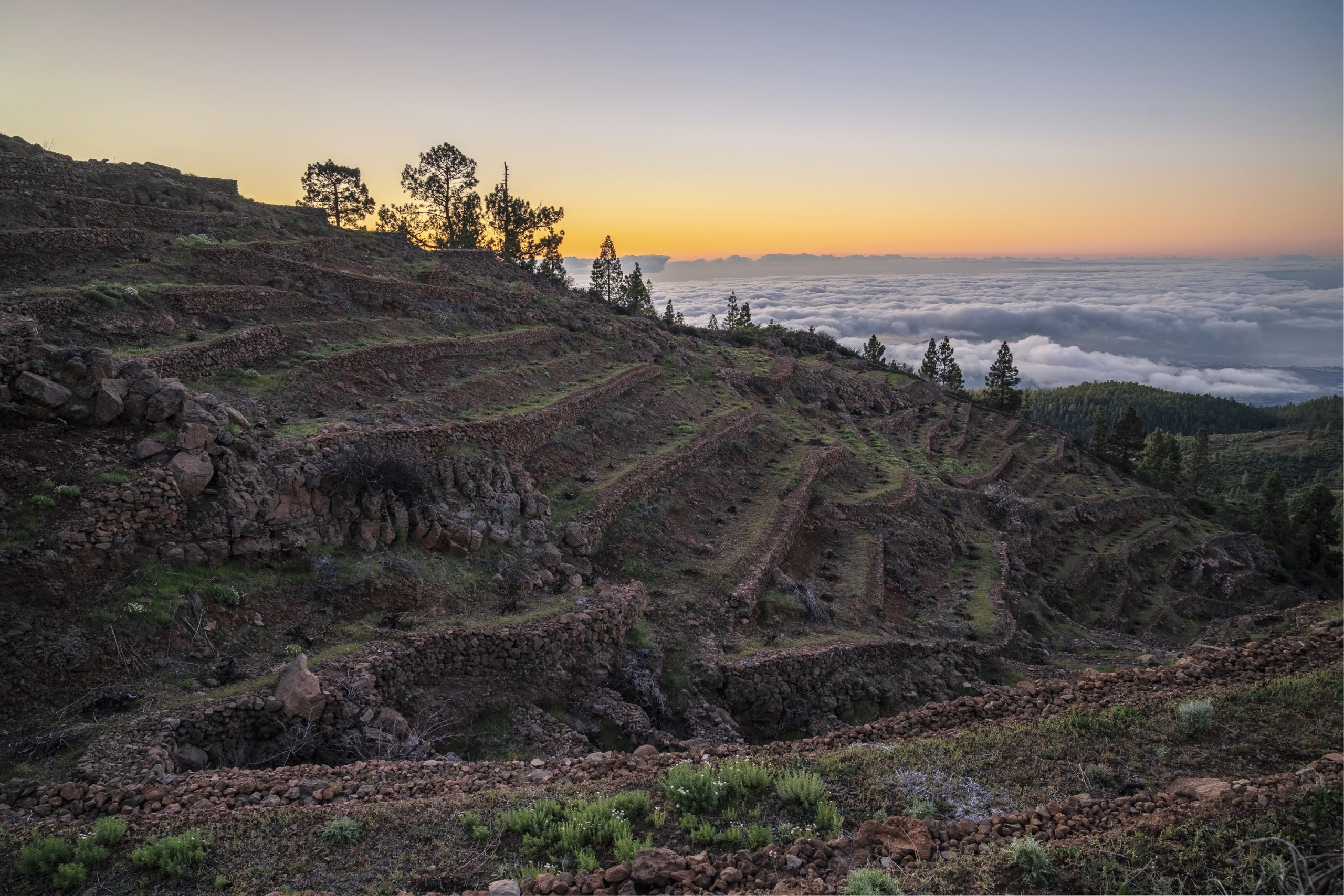 How Tenerife’s worst wildfires in 40 years led to one winery’s best-selling bottle