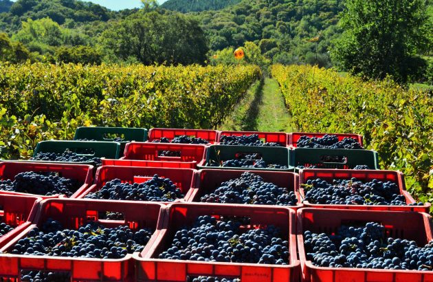 Montecucco celebrates strong year and expands international presence