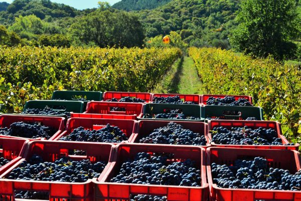 Montecucco celebrates strong year and expands international presence