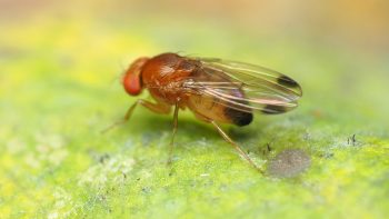 English wine’s golden age faces a tiny villain