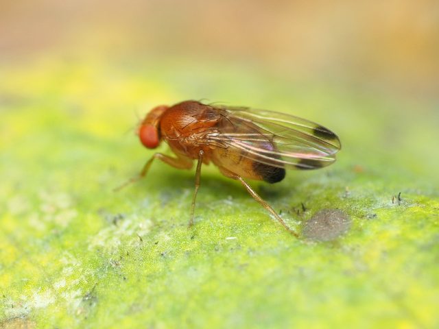 Spotted wing drosophila has gone from curiosity to complication across English and Welsh vineyards. Once the question was whether SWD had arrived, now it is about when it will bite and how quickly it might turn ripe fruit into a rot problem.