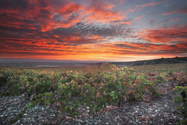 Viña Eguía unveils revamp to reflect modern Rioja
