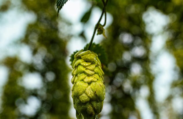 South West Australian hops gather pace