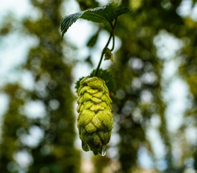 Australian hop farm Margaret River Hops has seen its production volumes skyrocket last year with 4.5 tonnes of fresh hop cones produced by four acres of trellised bines.