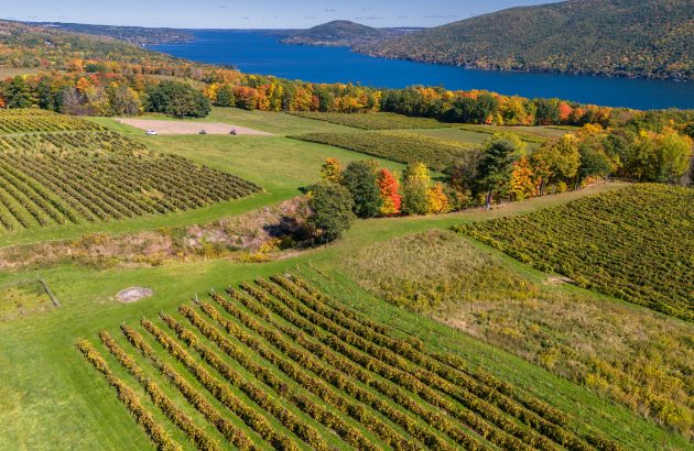 Cabernet Franc on track to become the official grape variety of New York State