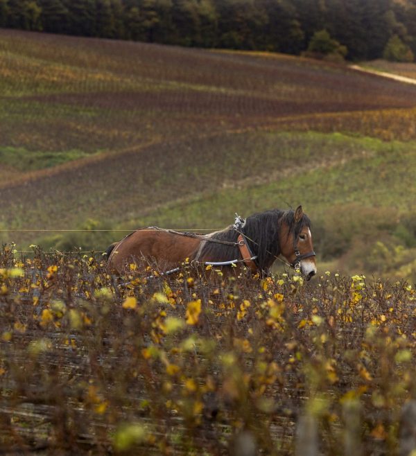 What marks out Champagne from its southernmost sub-region?