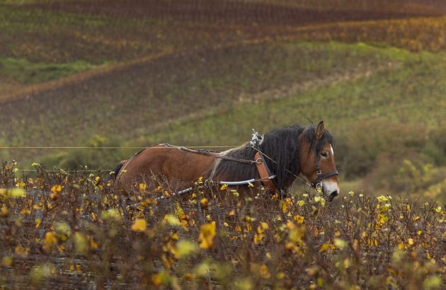 What marks out Champagne from its southernmost sub-region?