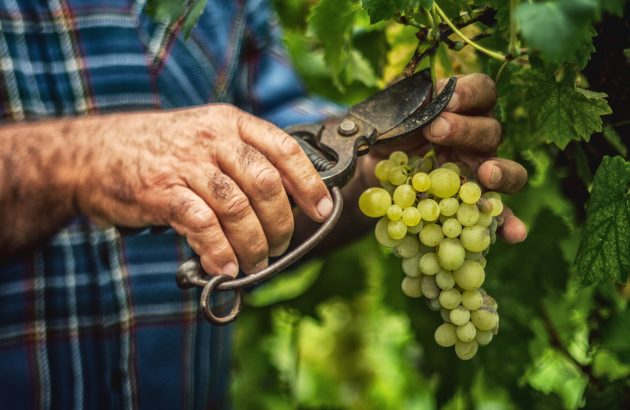 Banfi expands organic focus with Emiliana Organic Vineyards US agency deal