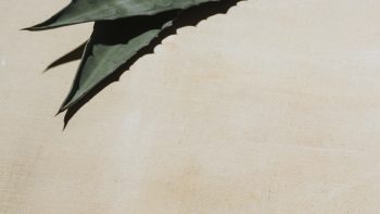 Tequila mayor arrested over alleged cartel-linked extortion of distillers