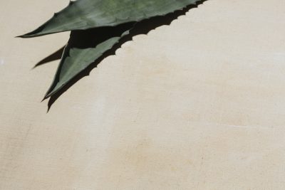 Tequila mayor arrested over alleged cartel-linked extortion of distillers