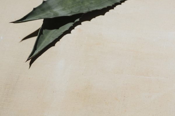 Tequila mayor arrested over alleged cartel-linked extortion of distillers