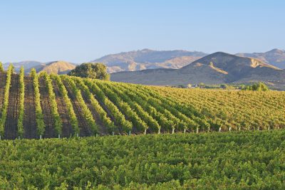 OIV backs five research projects tackling wine sector challenges