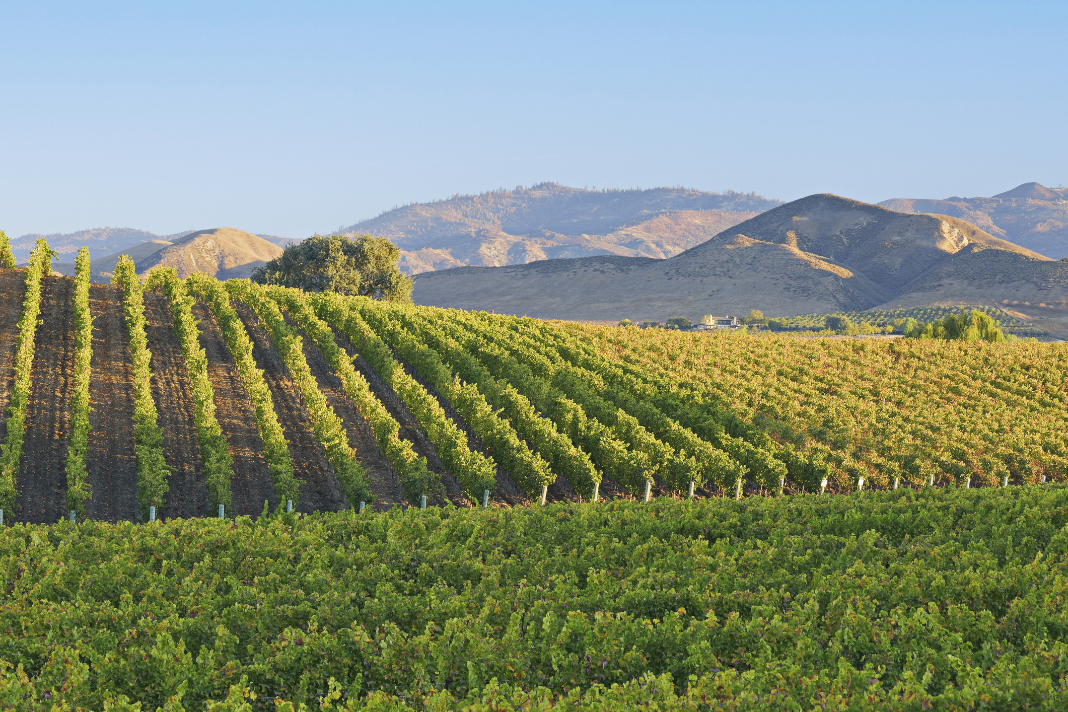 thedrinksbusiness.com - Sophie Arundel - OIV backs five research projects tackling wine sector challenges