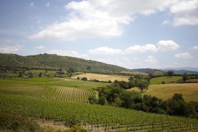 Montecucco bottlings rise 11.1% despite production challenges