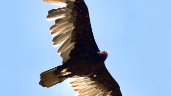 Why a big bird could reignite California redwood trees feud