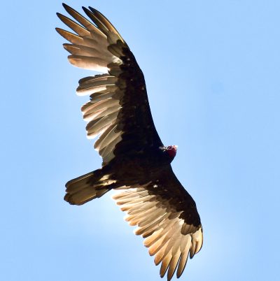 Why a big bird could reignite California redwood trees feud